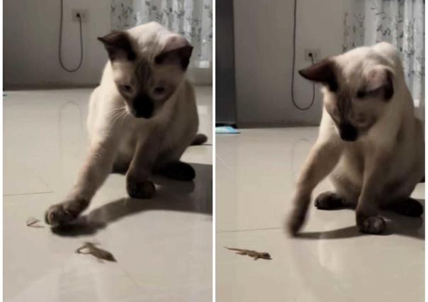 ¡Sorpresa! Gato arranca cola a lagartija y reacción se hace viral (VIDEO)