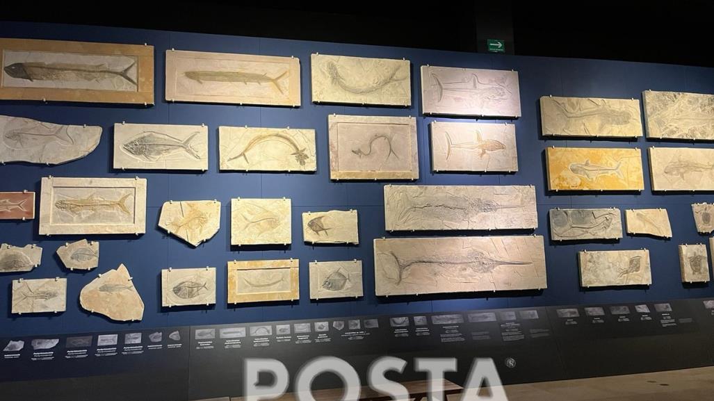 Fósiles marinos que habitaron Nuevo León se exhiben en el Museo del Noreste