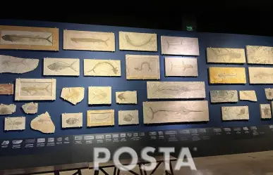 Fósiles marinos que habitaron Nuevo León se exhiben en el Museo del Noreste