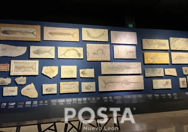 Fósiles marinos que habitaron Nuevo León se exhiben en el Museo del Noreste