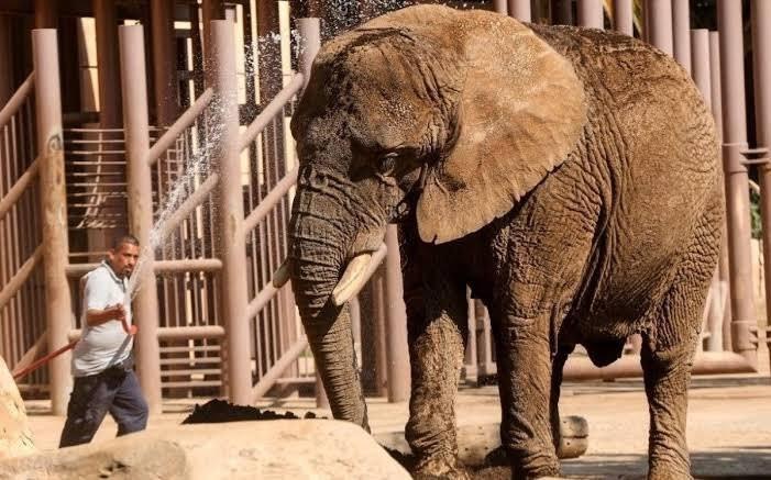 La elefanta Ely vive en el Zoológico de San Juan de Aragón. Foto: @rbarriosfuentes