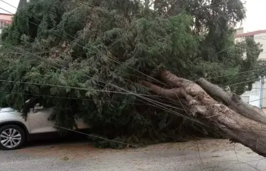 ¡Qué susto! Cae enorme árbol sobre vehículo en Toluca