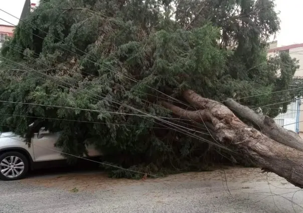 ¡Qué susto! Cae enorme árbol sobre vehículo en Toluca