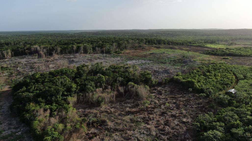 Península de Yucatán perdió más de 285 mil hectáreas de selva en cuatro años