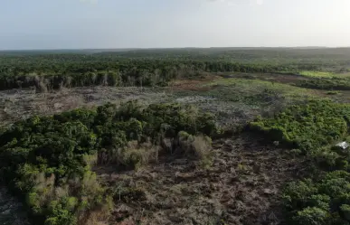 Península de Yucatán perdió más de 285 mil hectáreas de selva en cuatro años