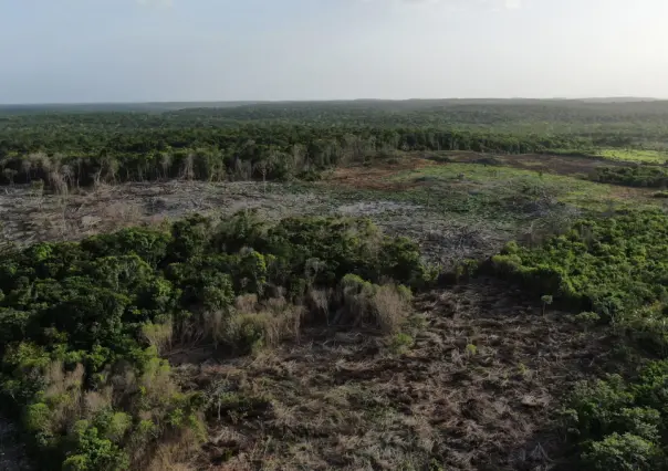 Península de Yucatán perdió más de 285 mil hectáreas de selva en cuatro años