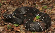 La serpiente Huolpoch y otros animales venenosos que viven en Yucatán