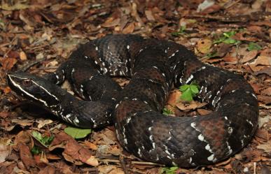 La serpiente Huolpoch y otros animales venenosos que viven en Yucatán