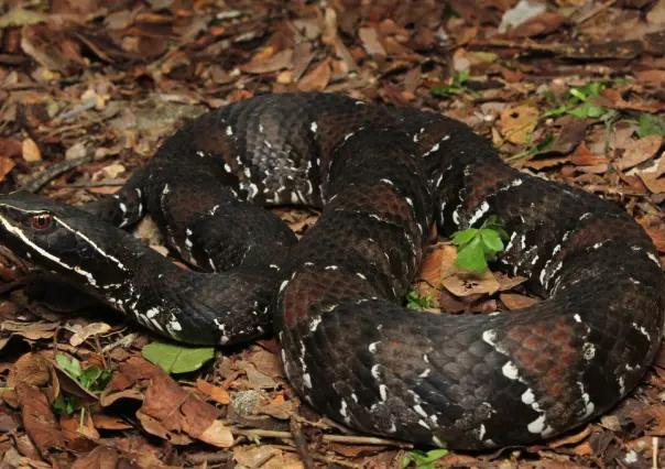 La serpiente Huolpoch y otros animales venenosos que viven en Yucatán