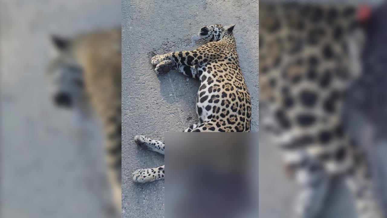 El animal fallecido se trata de una Panthera onca y se encuentra en peligro de extinción Foto: Jaguar Wildlife Center A.C.