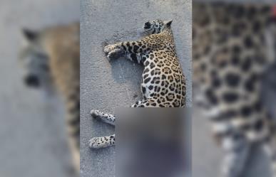 Fauna en peligro: Encuentran a jaguar atropellado en la Mérida-Cancún