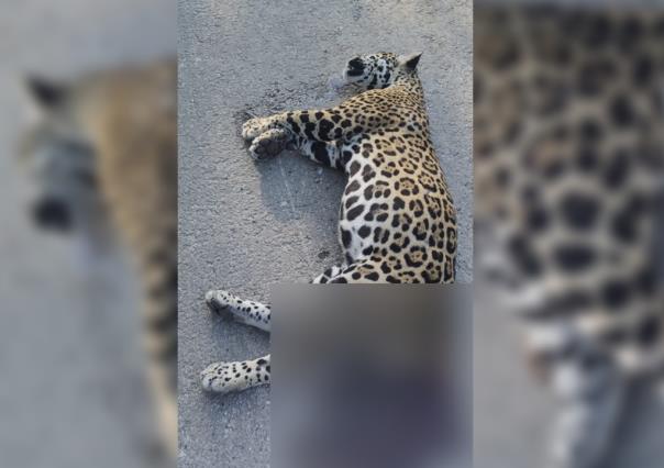 Fauna en peligro: Encuentran a jaguar atropellado en la Mérida-Cancún