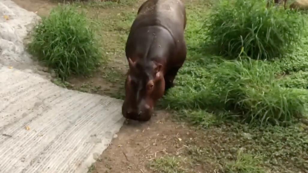 Conoce a Moto Moto, el nuevo integrante del Zoológico de Tamatán