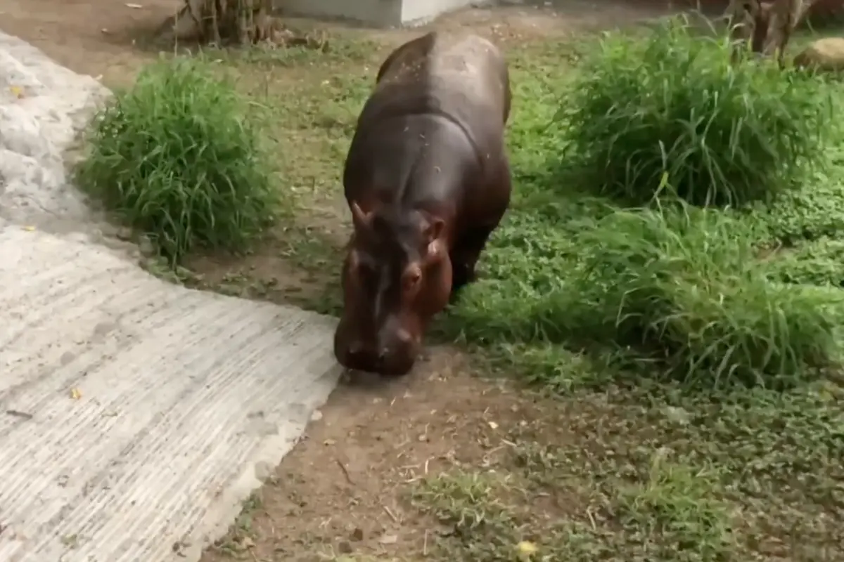 Moto Moto es un hipopótamo de 2 años que recién se integró a la familia del Zoológico de Tamatán. Foto: Zoológico de Tamatán