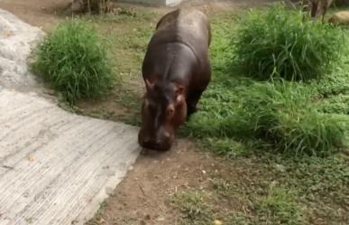 Conoce a Moto Moto, el nuevo integrante del Zoológico de Tamatán