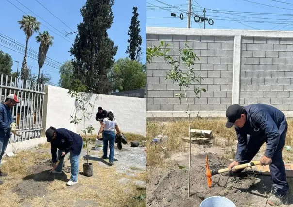 ¡Buscan voluntarios para reforestación! Aquí te contamos más