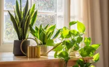 Refresca tu hogar: descubre las plantas que absorben el calor