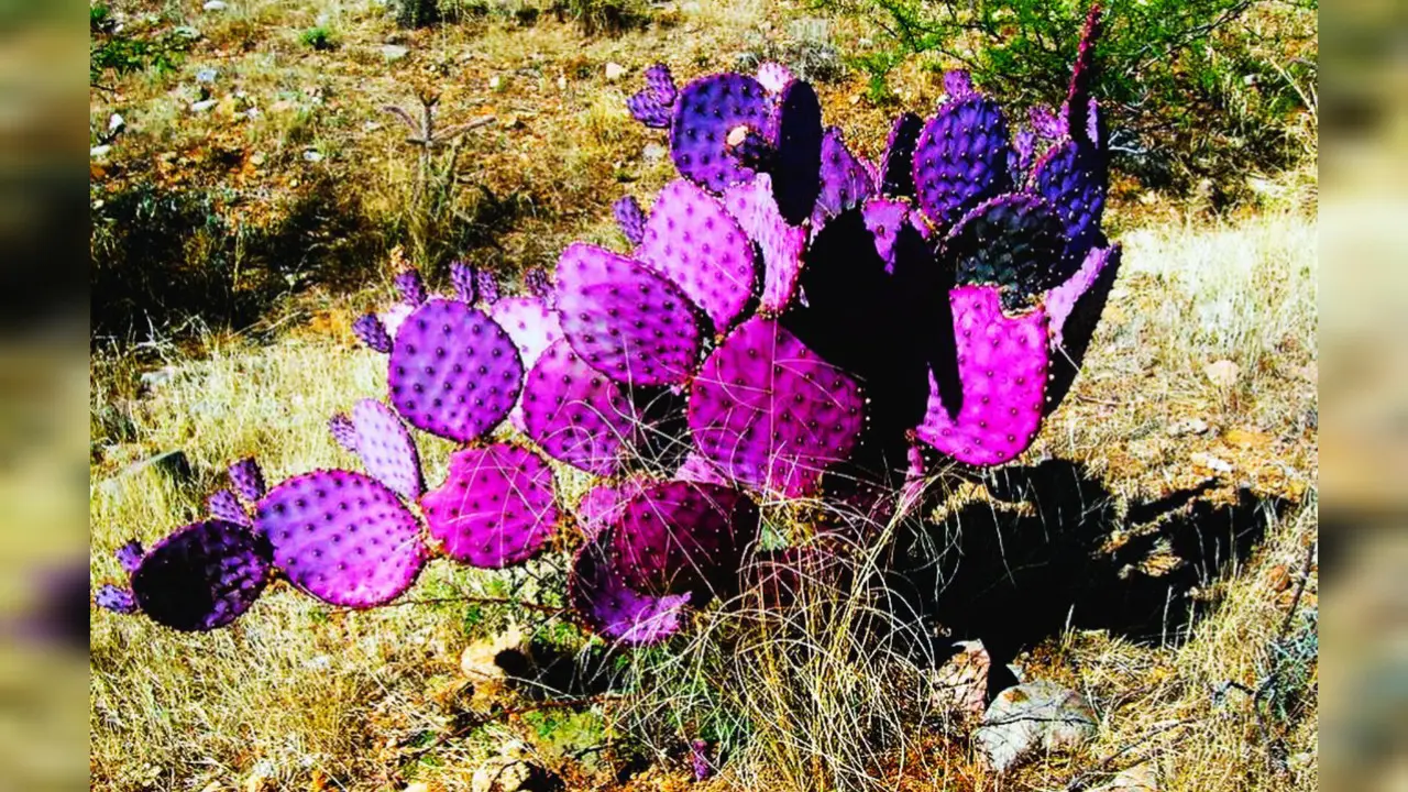 ¿Conoces la Zona del Silencio? Un lugar enigmático en el desierto