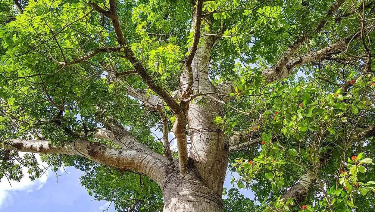 Los árboles además de mitigar el calor ayudan a embellecer los espacios Fotos: Especial