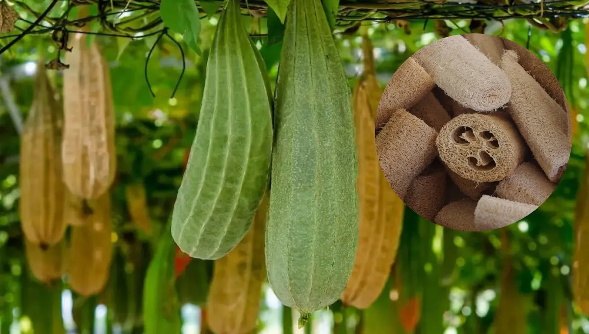 El estropajo se usa como exfoliante y es biodegradable Foto: Especial