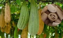 Usos y propiedades de la luffa, estropajo natural que se da en Yucatán Usos y propiedades de la luffa, estropajo natural que se da en Yucatán