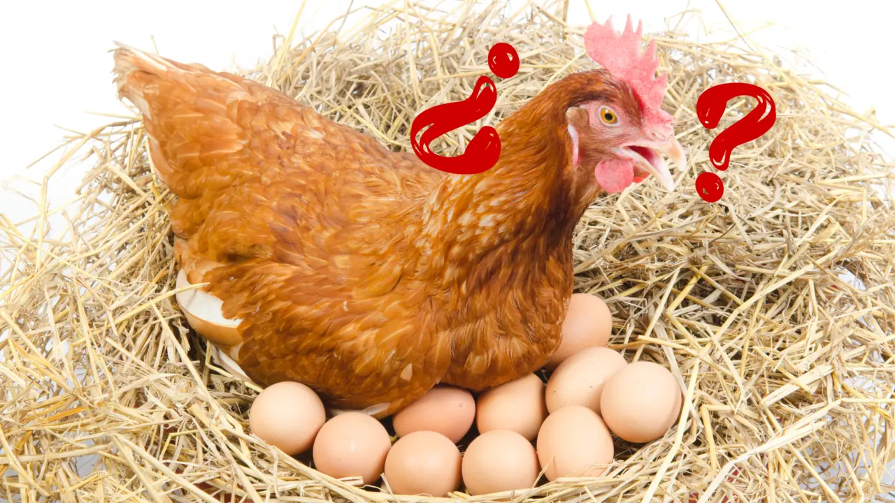 Gallina cuidando de sus crias / Foto: CANVA