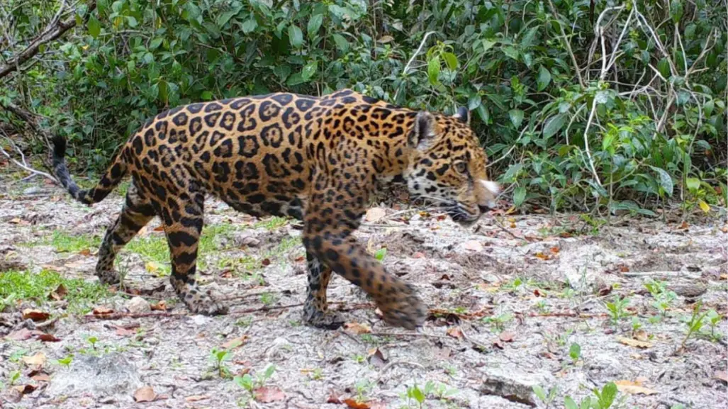 Detectan más presencia de jaguares en áreas naturales de Yucatán