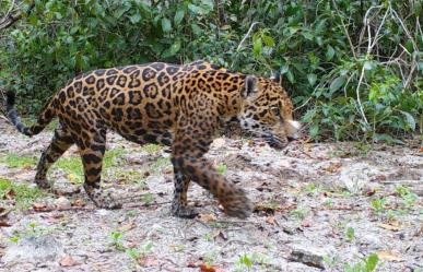 Detectan más presencia de jaguares en áreas naturales de Yucatán