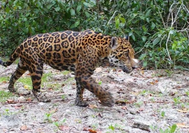 Detectan más presencia de jaguares en áreas naturales de Yucatán