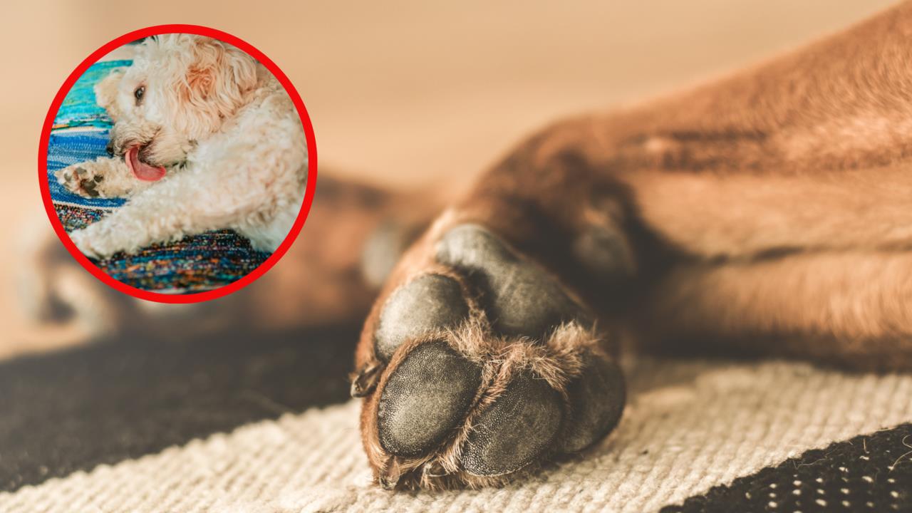 Perrito con golpe de calor. Foto: @gettysignature