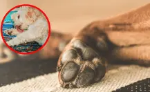 ¡No saques a pasear a tu perrito! Asfalto podría alcanzar hasta los 66° en CDMX