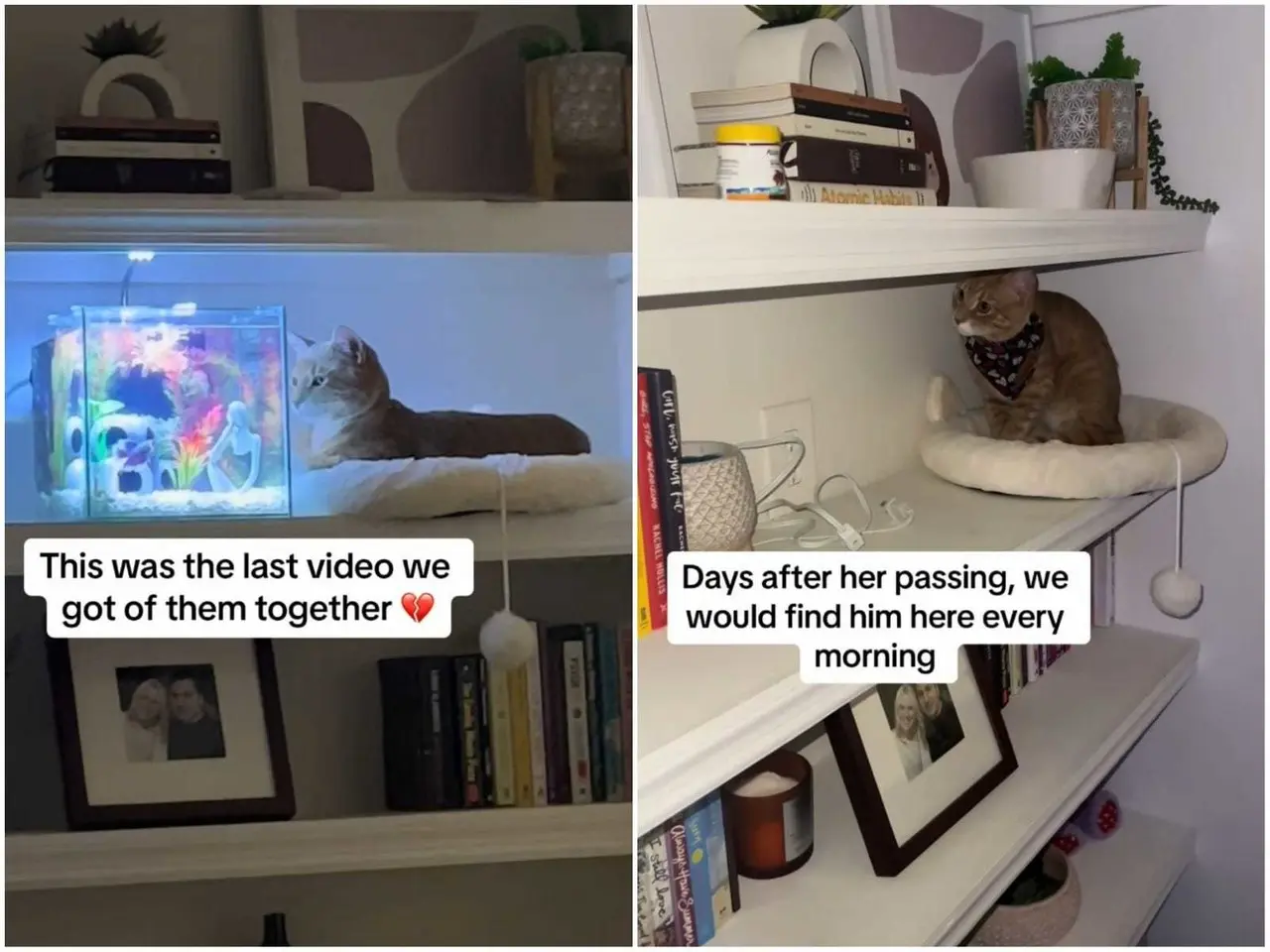 La emotiva escena ha generado una ola de ternura en las redes sociales, donde usuarios resaltan la sensibilidad y los profundos sentimientos de los animales. Foto: Tiktok.