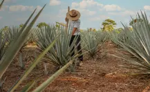 Conoce el proceso artesanal del destilado de agave en Valladolid, Yucatán