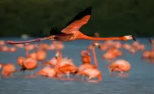 Día Mundial de las Aves Migratorias: Estas son las especies que visitan Yucatán