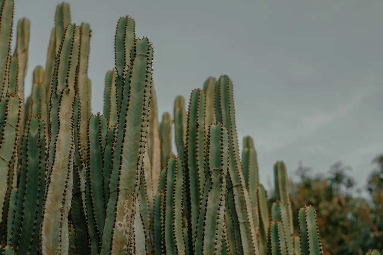 Cactus psicoactivos en peligro de extinción. Foto de Pexels.
