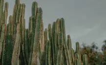 ¿Drogas en cactus? Conoce las especies psicoactivas