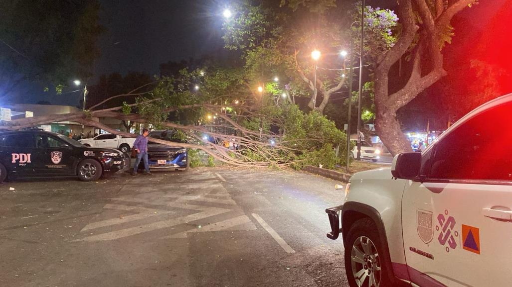 ¡Cuidado con el viento! Caen árboles en distintos puntos de la CDMX