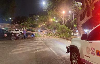 ¡Cuidado con el viento! Caen árboles en distintos puntos de la CDMX