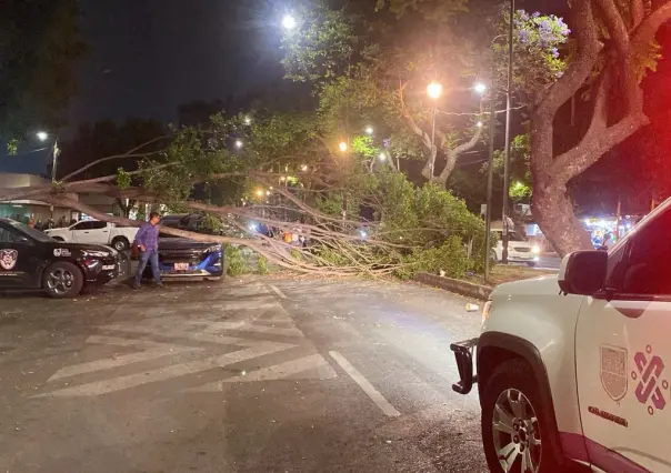 ¡Cuidado con el viento! Caen árboles en distintos puntos de la CDMX