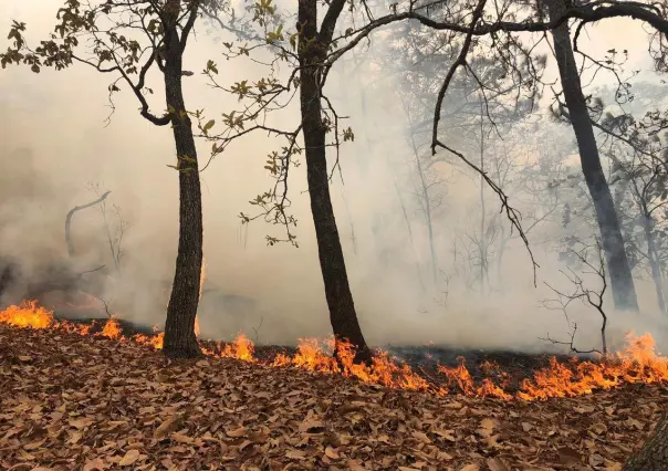 El fuego no da tregua, sin control once incendios forestales en Edomex