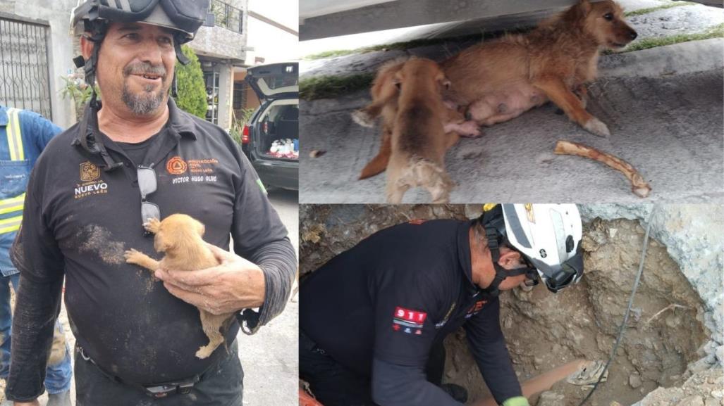 Rescate exitoso de perrito atrapado en tubería en Monterrey (VIDEO)