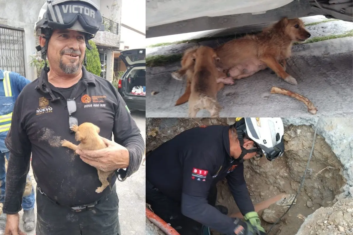 Elemento de Protección Civil Nuevo León, el perrito rescatado y maniobras en la tubería para sacar al cachorro. Foto: Protección Civil Nuevo León