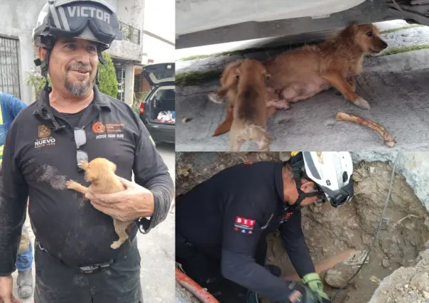 Rescate exitoso de perrito atrapado en tubería en Monterrey (VIDEO)