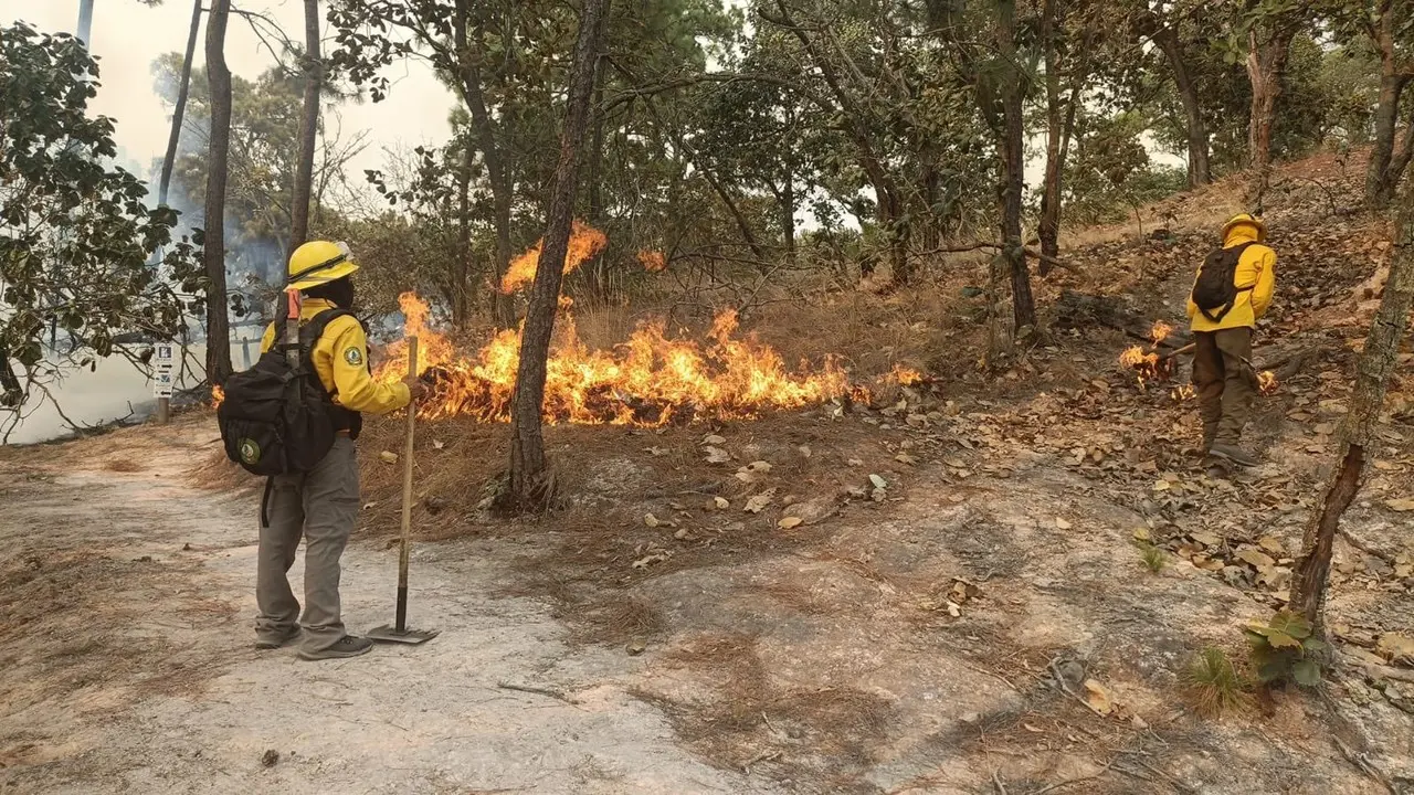 Brigadas trabajan para combatir el fuego en diversos municipios del estado. Imagen: Probosque