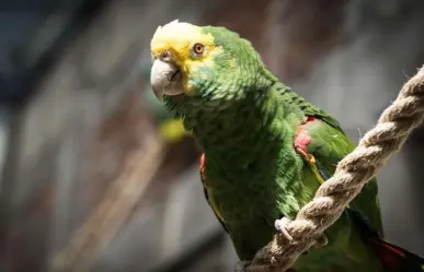 Parques de Tamaulipas se alistan para recibir aves afectadas por la ola de calor