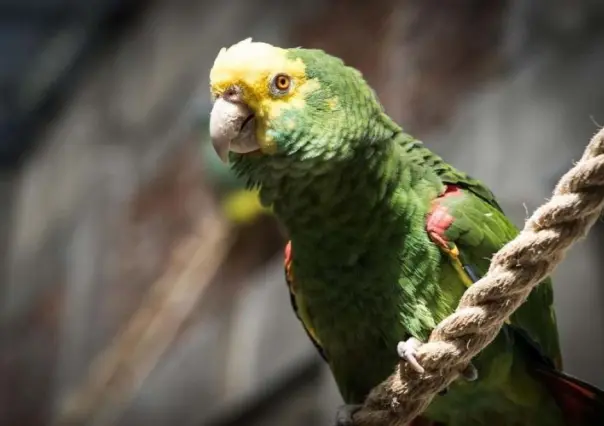 Parques de Tamaulipas se alistan para recibir aves afectadas por la ola de calor