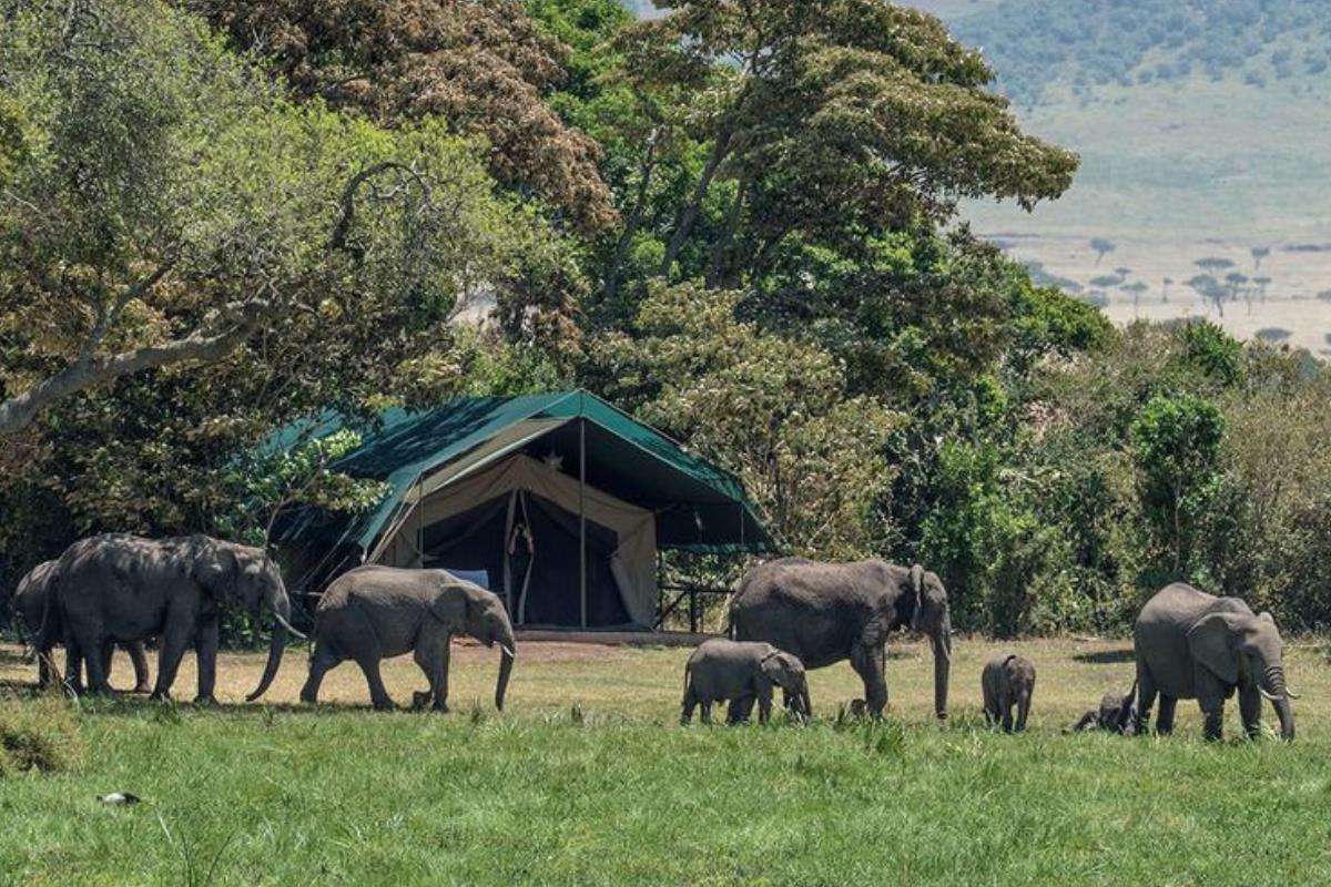 Manada de elefantes camina frente a un campamento de safari turístico en el Masai Mara, Kenia. Foto: ONU/David Clode