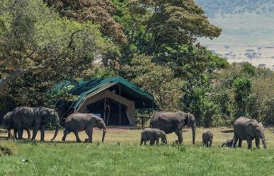 Comercio ilegal de especies: Informe de la ONU revela dimensiones alarmantes