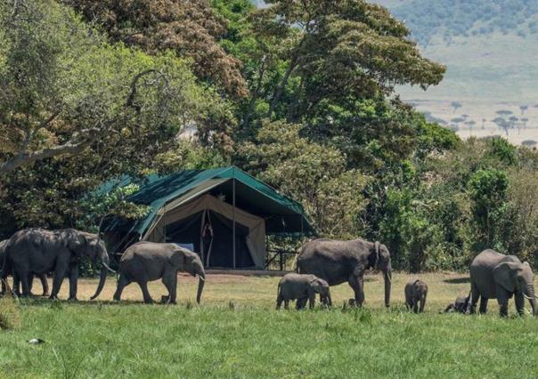 Comercio ilegal de especies: Informe de la ONU revela dimensiones alarmantes