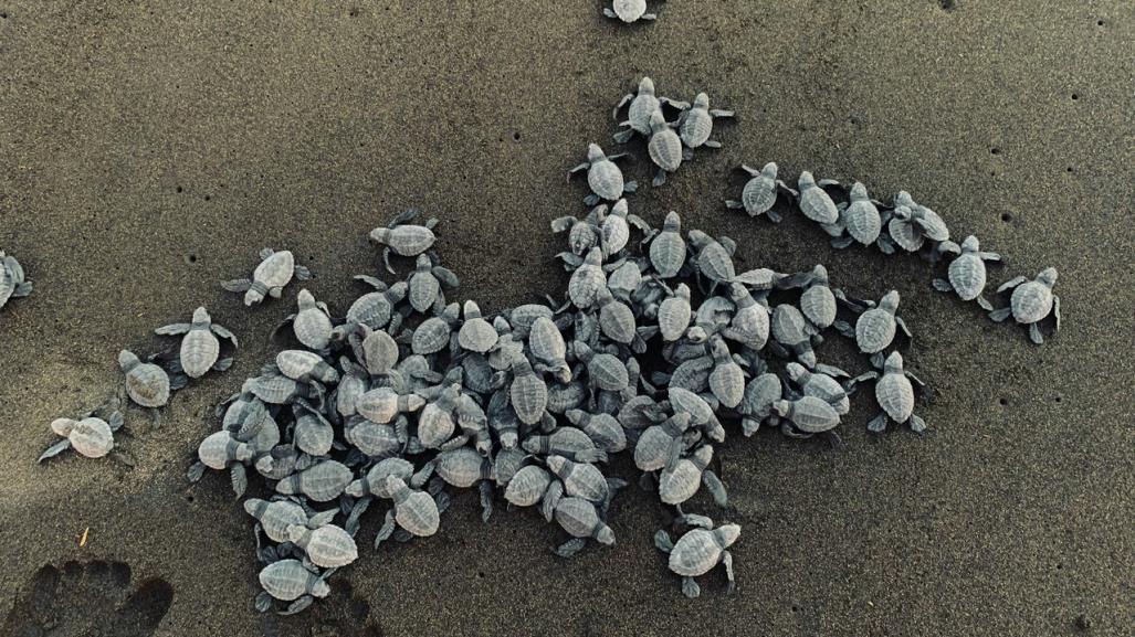 Medidas de prevención en temporada de tortugas en Yucatán